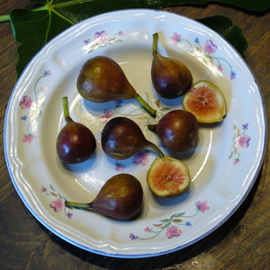 Celeste Fig, Honey Fig, Blue Celeste Fig, Malta Fig, Sugar Fig, Violette Fig, Ficus carica 'Celeste'